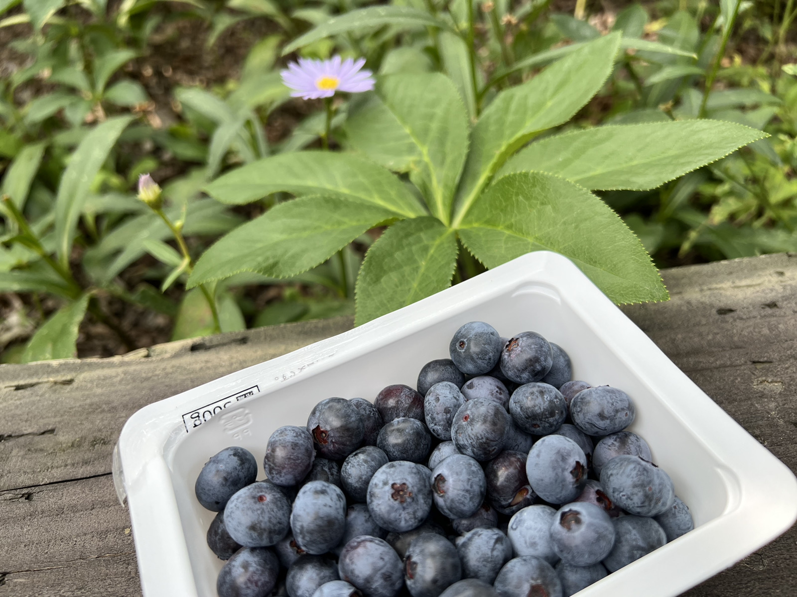 さくらエステート 大牟田店の1日でお家の顔（玄関）を替えられちゃう魔法のリシェント玄関✨のお客さまの声の写真2