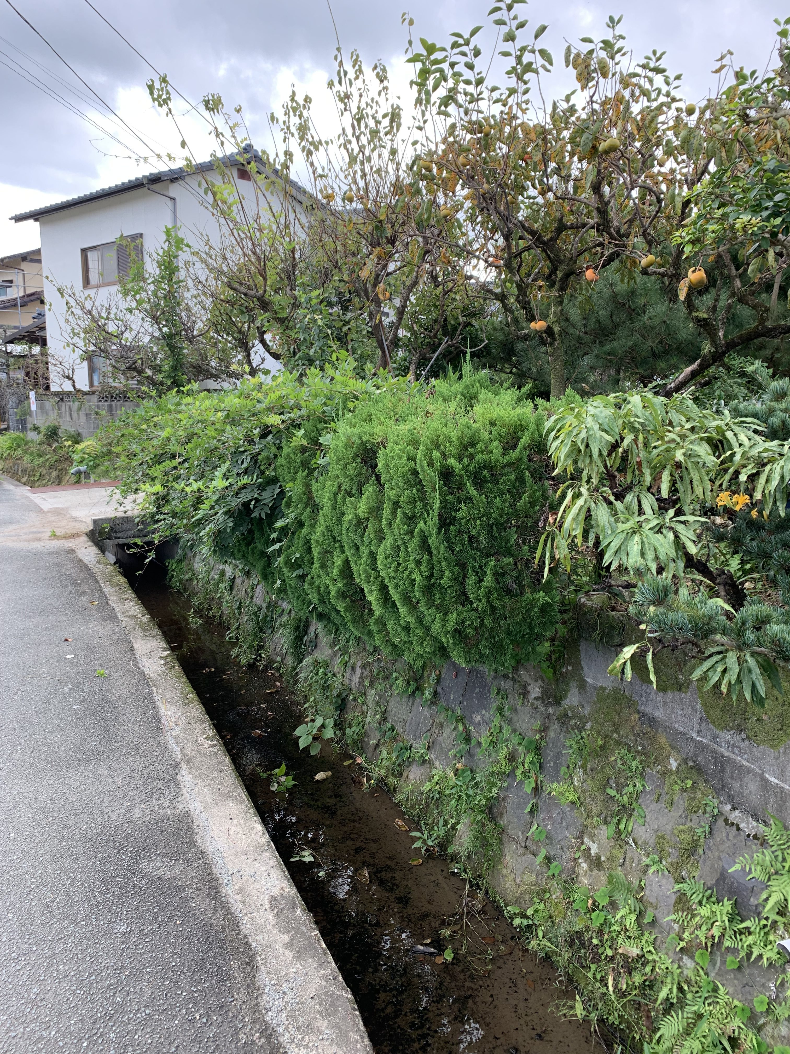 さくらエステート 大牟田店の植木からフェンスに❕の施工前の写真1