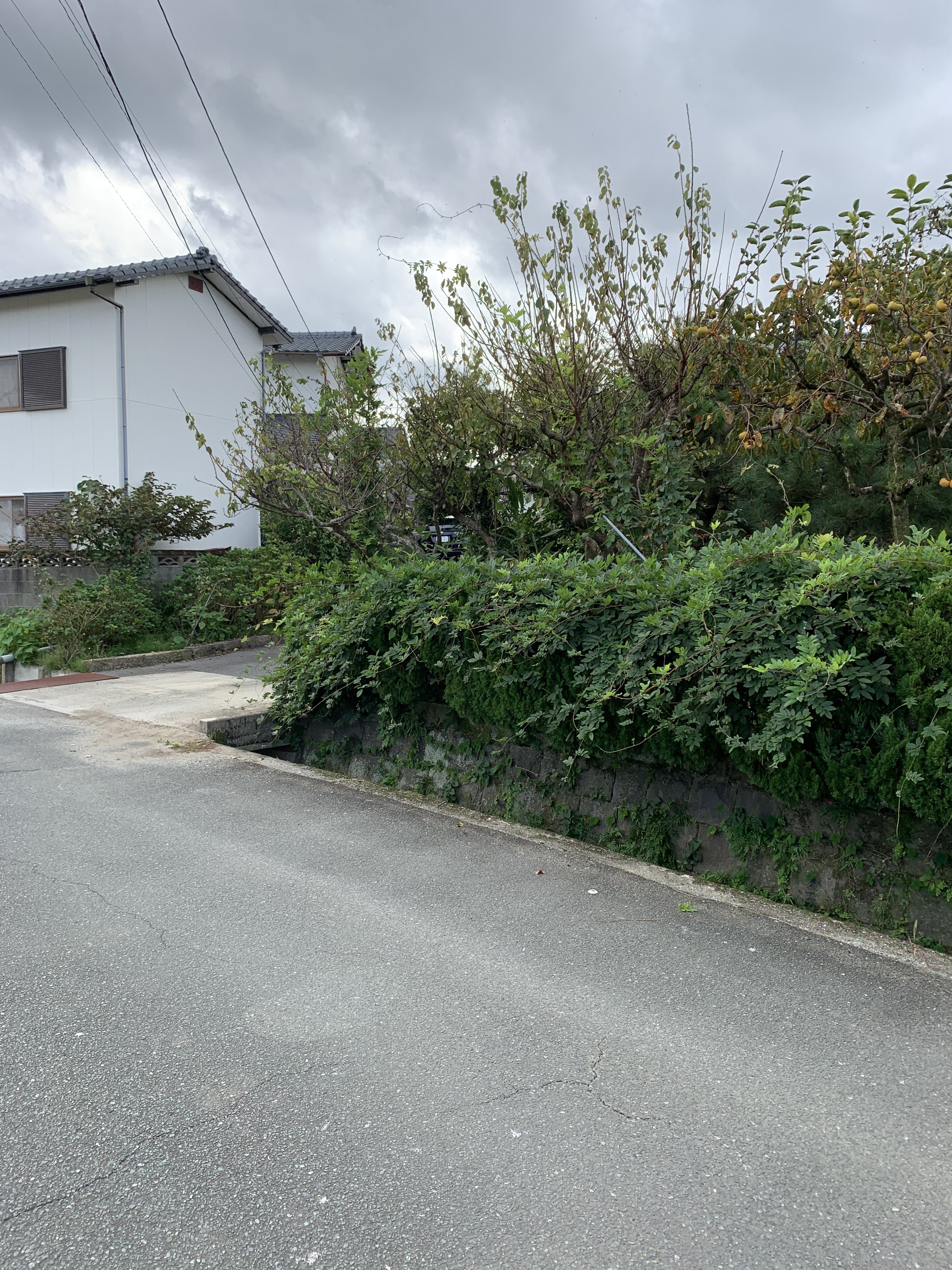 さくらエステート 大牟田店の植木からフェンスに❕の施工前の写真2