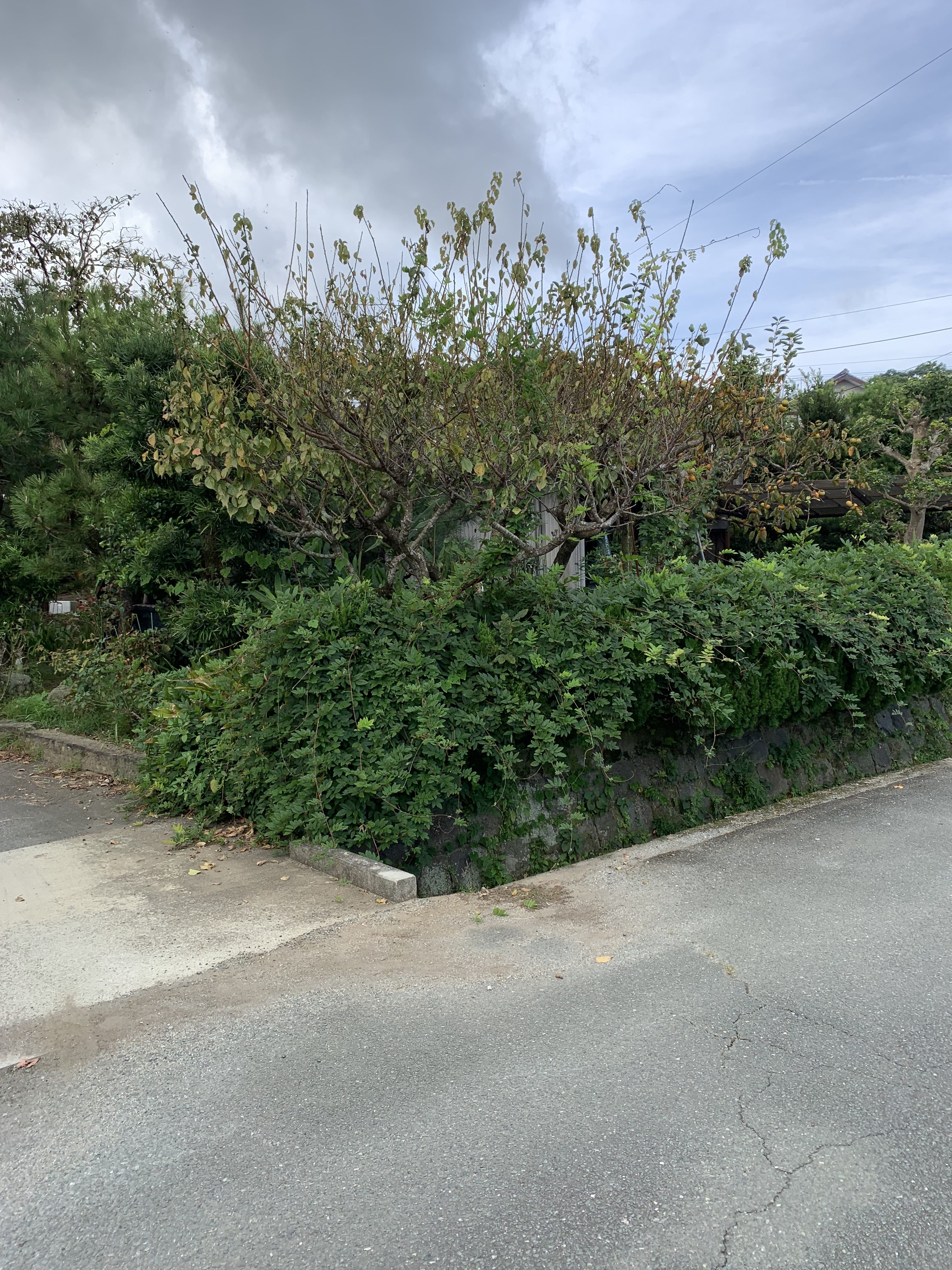 さくらエステート 大牟田店の植木からフェンスに❕の施工前の写真3